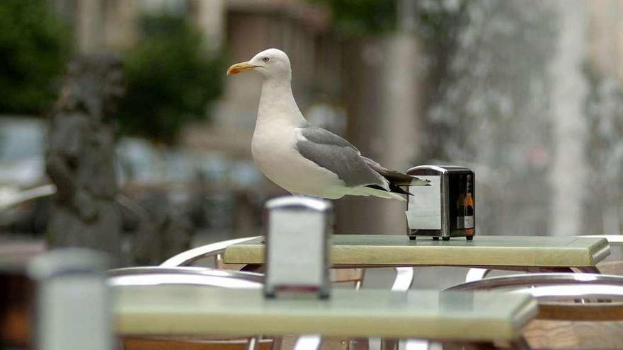 Una gaviota posada en la mesa de una terraza. // Gustavo Santos