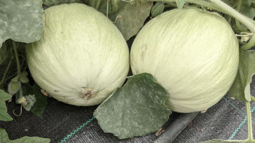 Melones blancos alemanes.