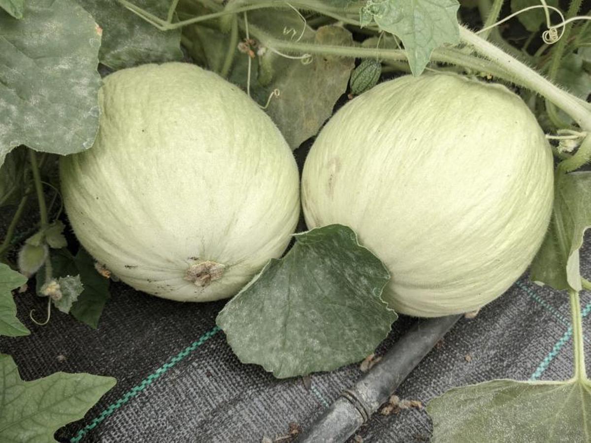 Para Eduardo González Nogueira sus clientes “son los mejores”. Está muy agradecido con el trato recibido, tanto por ellos como por sus compañeras, especialmente Maricarmen. | // IÑAKI ABELLA