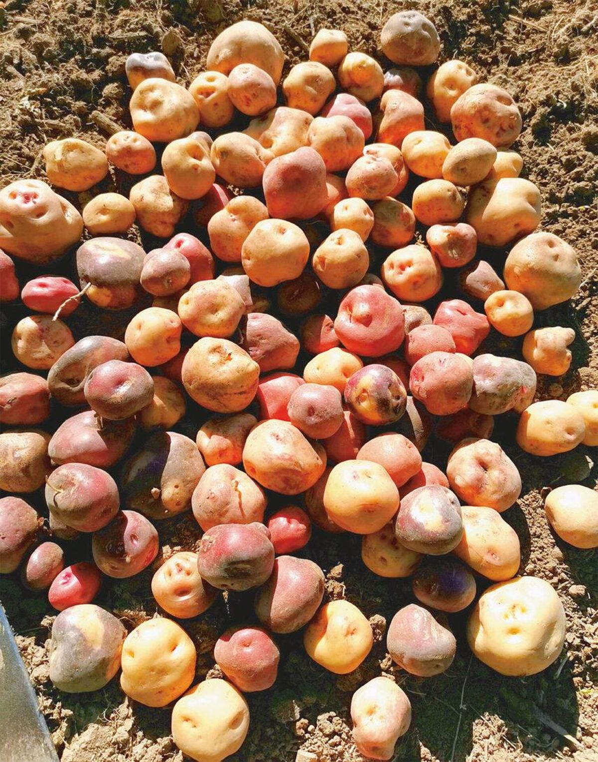 Papas antiguas de Canarias