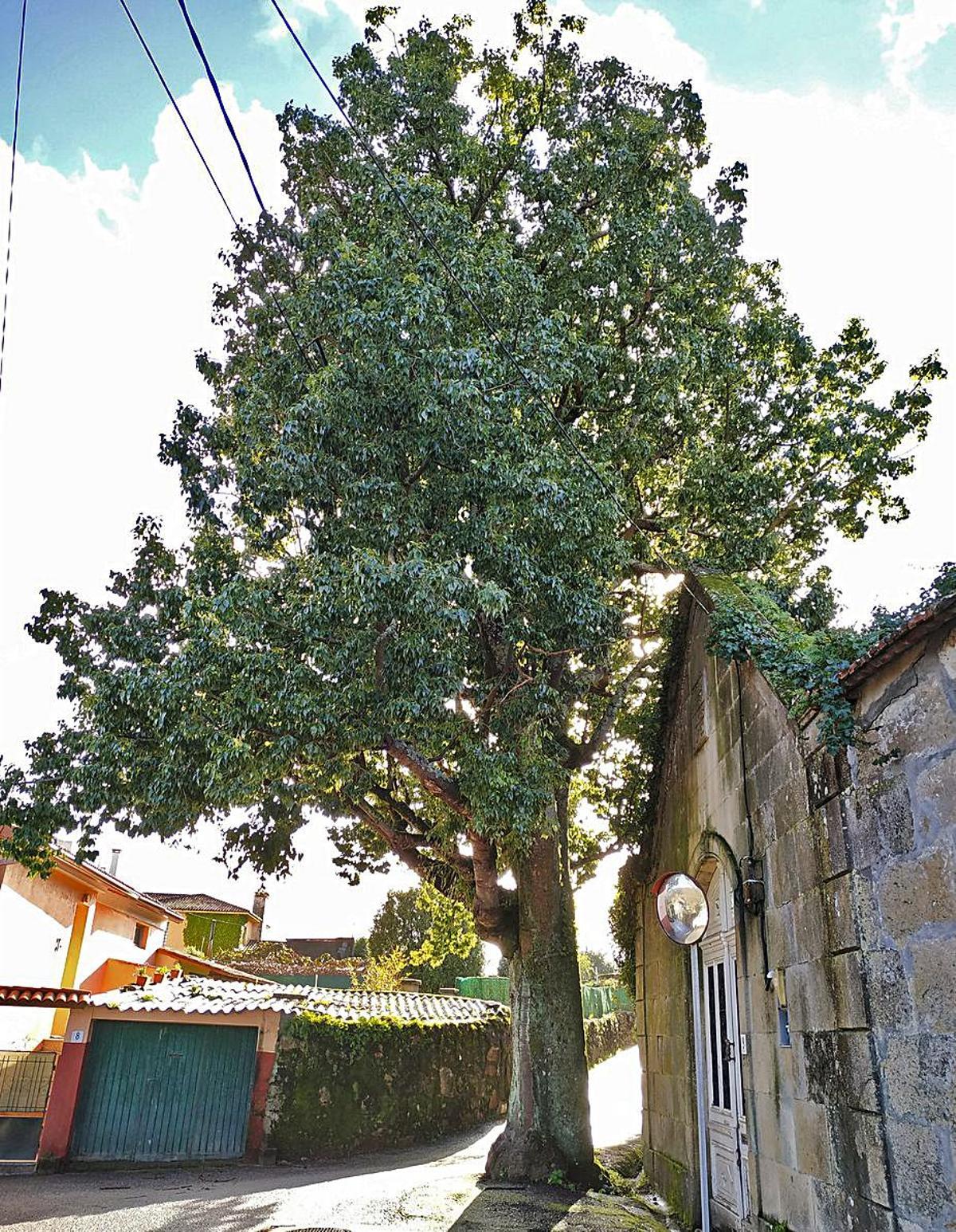 El “árbol botella”, también llamado braquitito o kurrajong, junto a la puerta de la vieja fábrica de champán. |