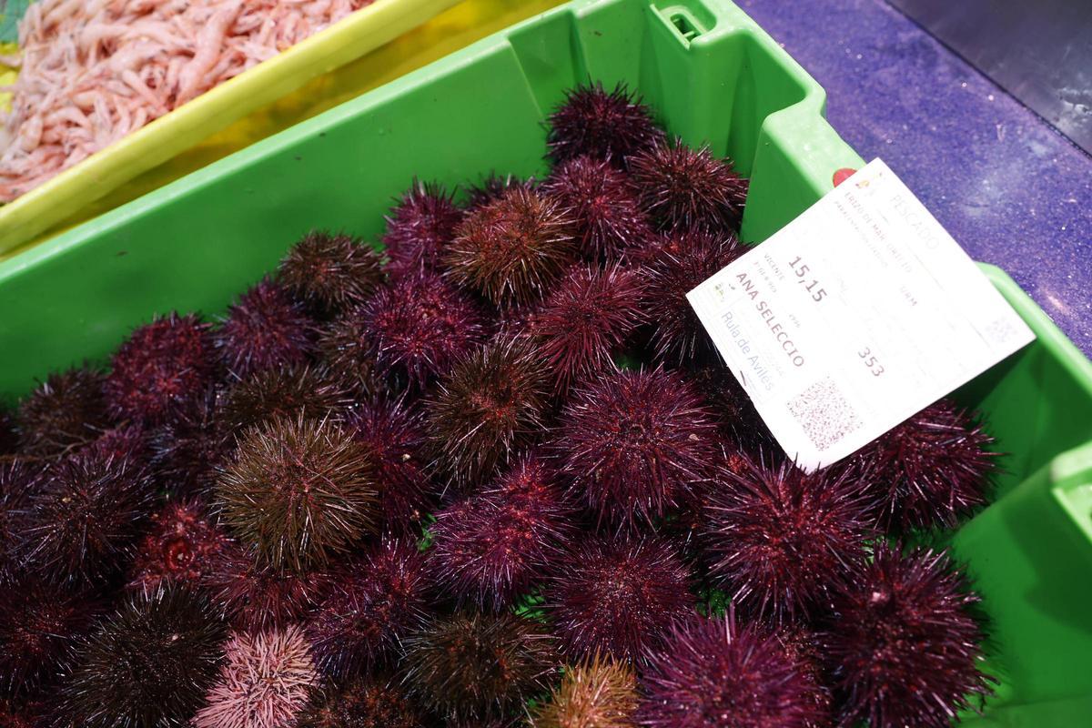 Los primeros oricios asturianos llegan a El Llano a precio de lujo: “Están caros, pero van a volar”