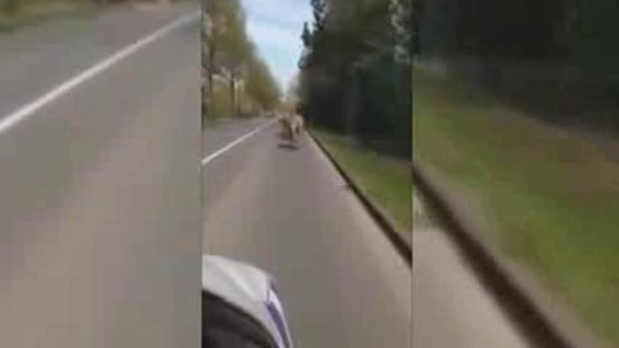 Tres cebras perdidas en las calles de Bruselas
