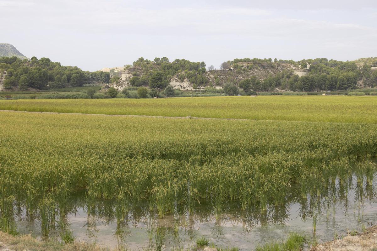 Arrozales Calasparra