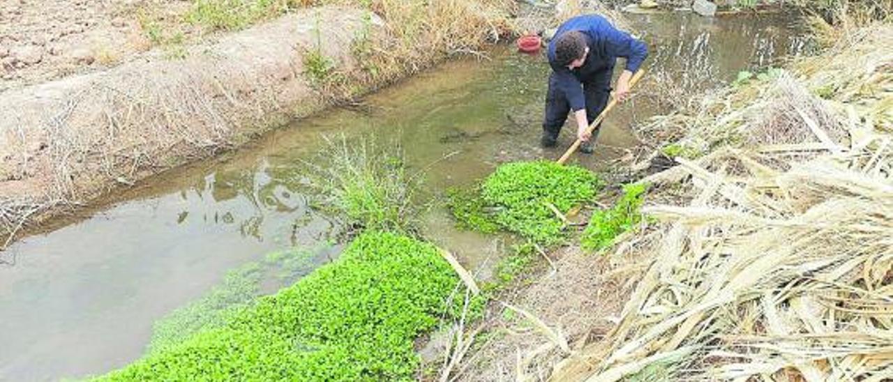 La planta denominada «camalote» en la acequia de Favara a supaso porAlfafar.  | A. A.