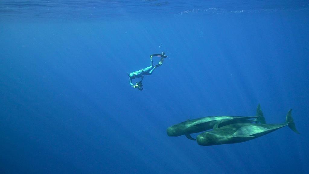 Ballenas en Tenerife