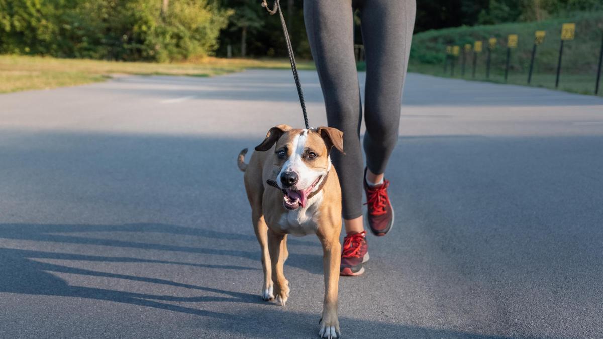 Disfruta haciendo deporte con tu mascota en la Can We Run