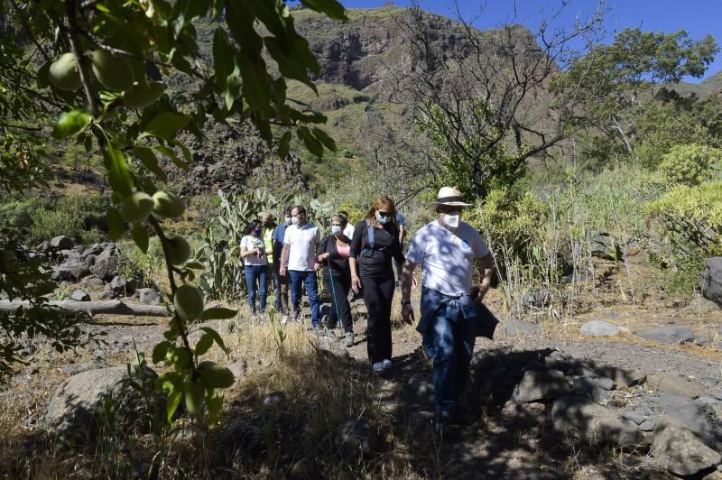 Inauguración del camino de las bestias en Ingenio