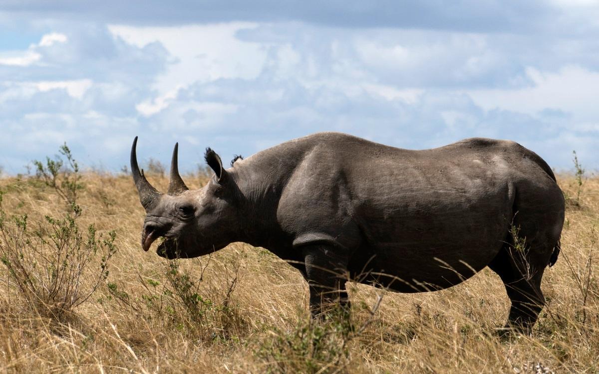 Se trata de un animal en peligro de extinción