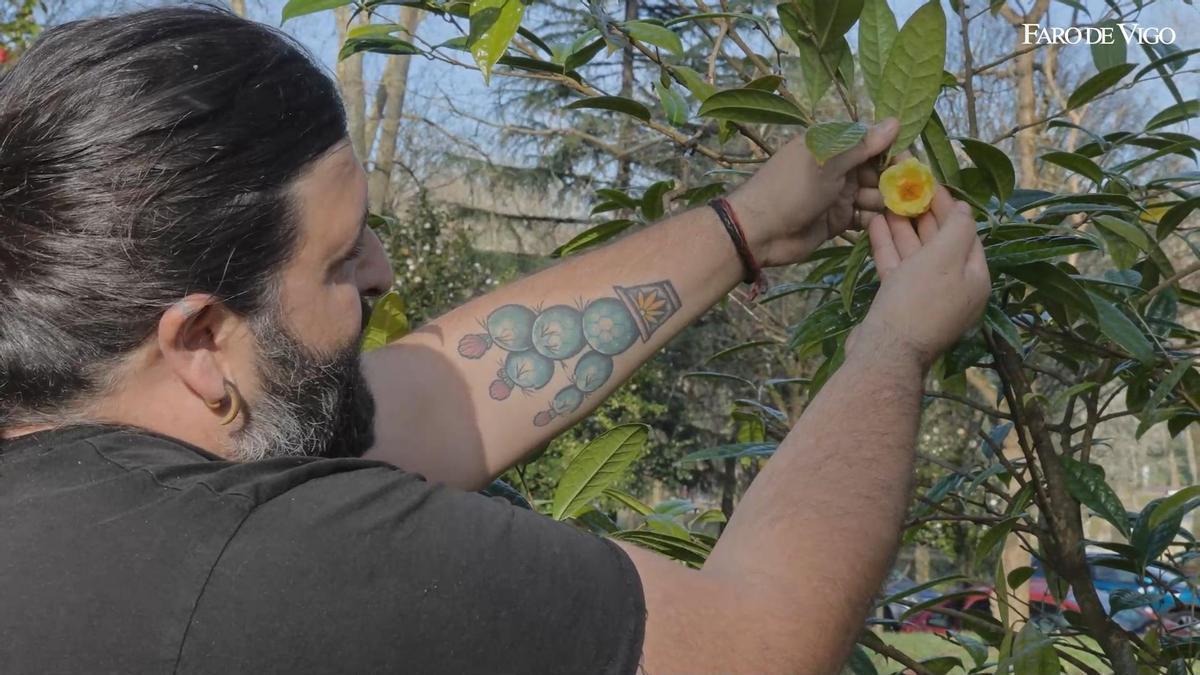 El «Hombre del Bosque» nos muestra las camelias del parque de Castrelos