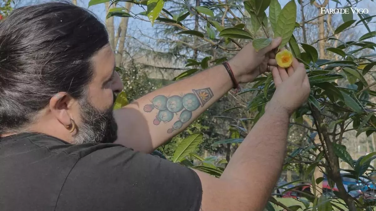El tesoro del parque de Castrelos: camelias de coleccionista que en el mercado cuestan miles de euros
