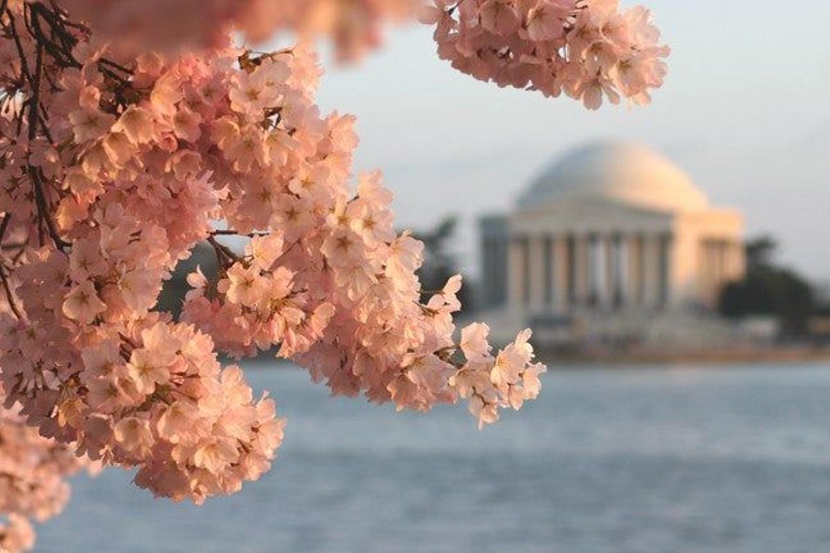 No, no es el Valle del Jerte. Es Washington DC, donde los cerezos