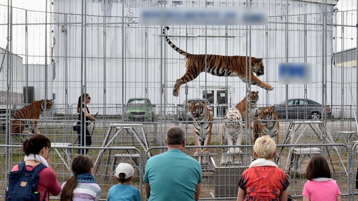 Los tigres que viajan a Villena durante uno de los espectáculos en Alemania.
