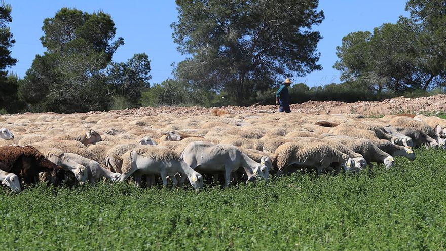 Un rebaño de ovejas pasta en una parcela agraria del Campo de Cartagena.