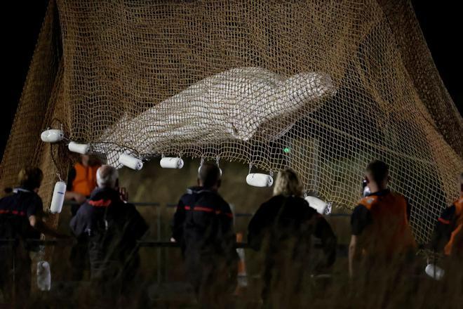 Beluga whale strayed into Frances Seine river