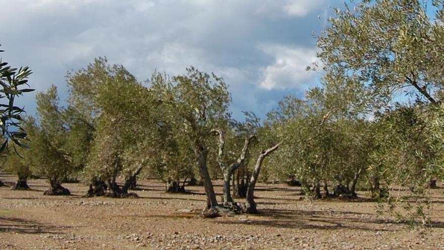 Un olivar de l&#039;Alt Empordà.