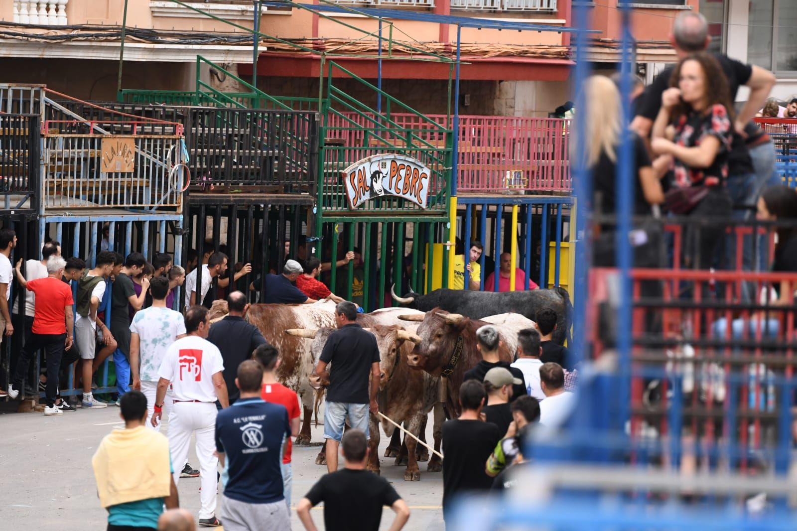 Exhibición de cuatro toros de Partida Resina en Onda