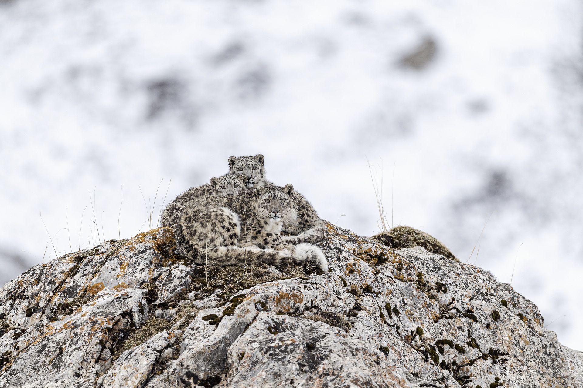 HERMITS ON SNOW MOUNTAIN - Yingping Li (China) - Ganador: Mundo Animal