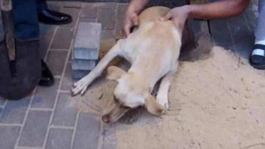 Un hombre rescata a una perra encerrada bajo tierra.