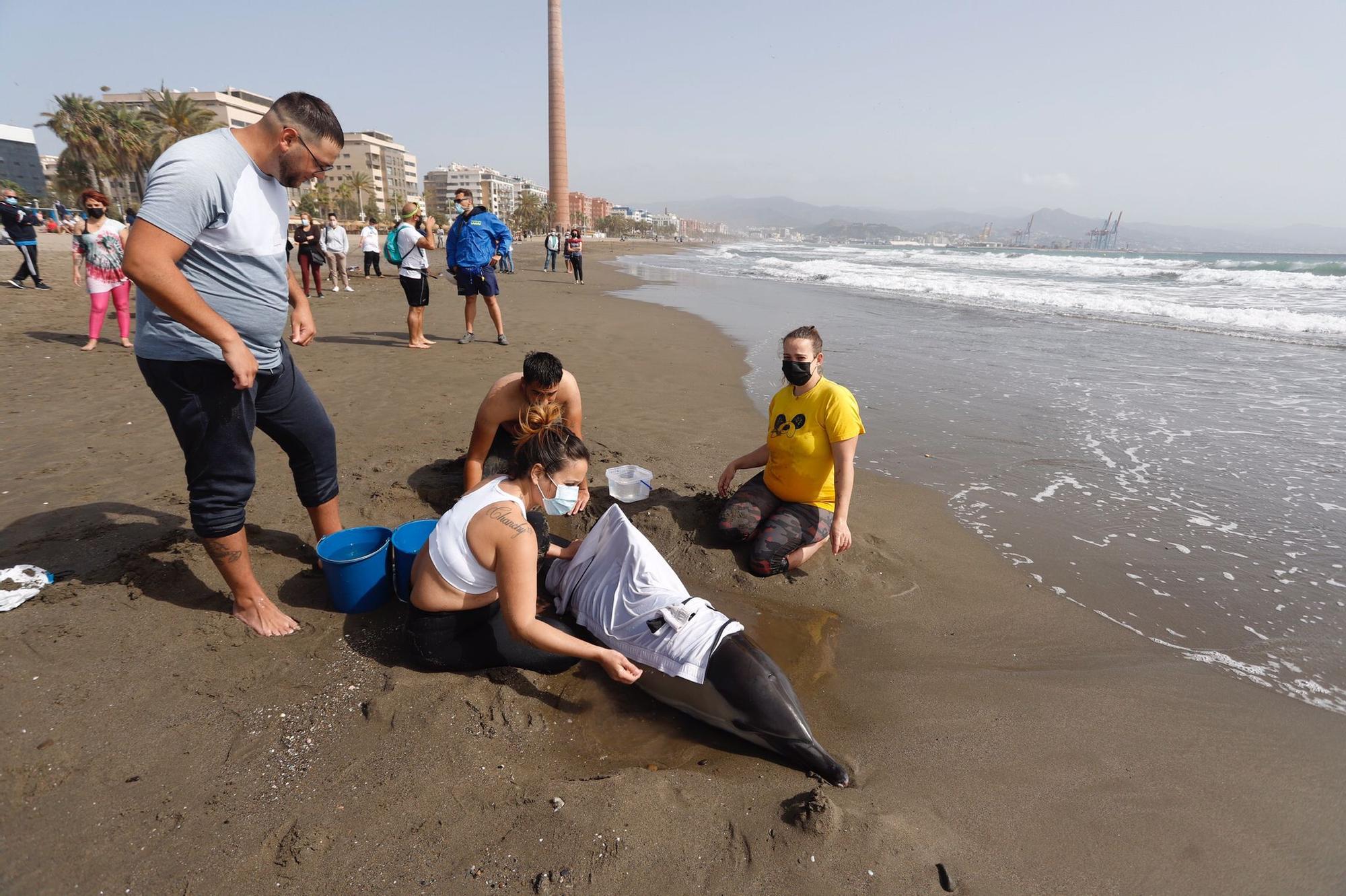 Rescatan a un delfín varado en la Misecordia