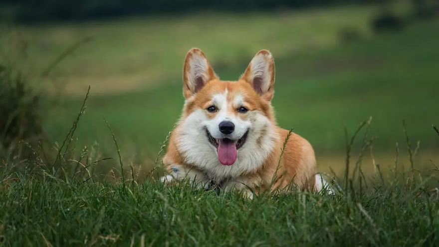 La razón por la que tu perro te sigue a todos lados, según los expertos