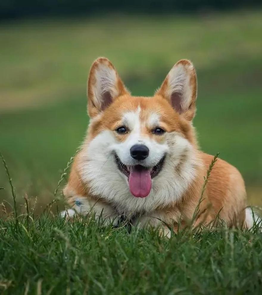 La razón por la que tu perro te sigue a todos lados, según los expertos