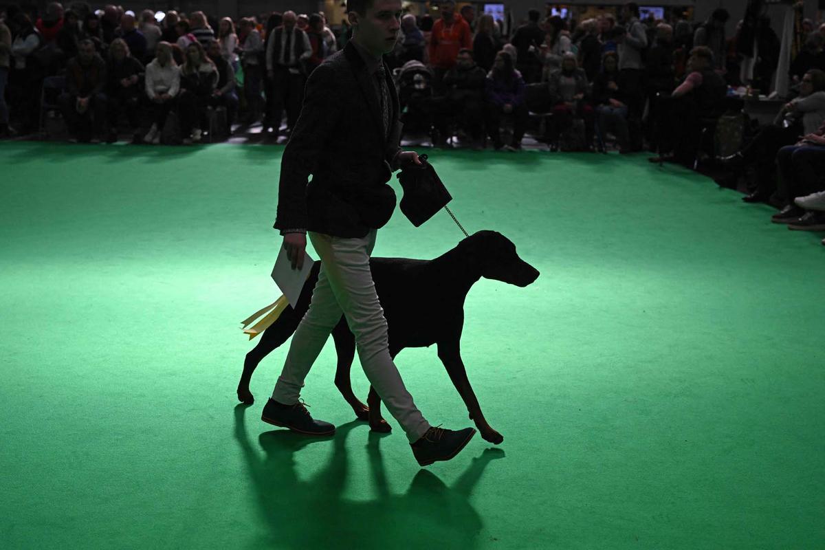 Exposición canina en el Centro Nacional de Exposiciones de Birmingham