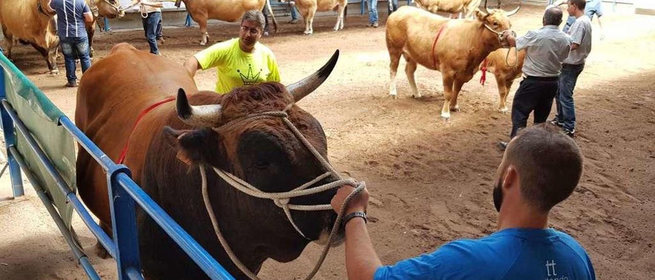 Reses premiadas en la muestra de ganado local de Cangas del Narcea.