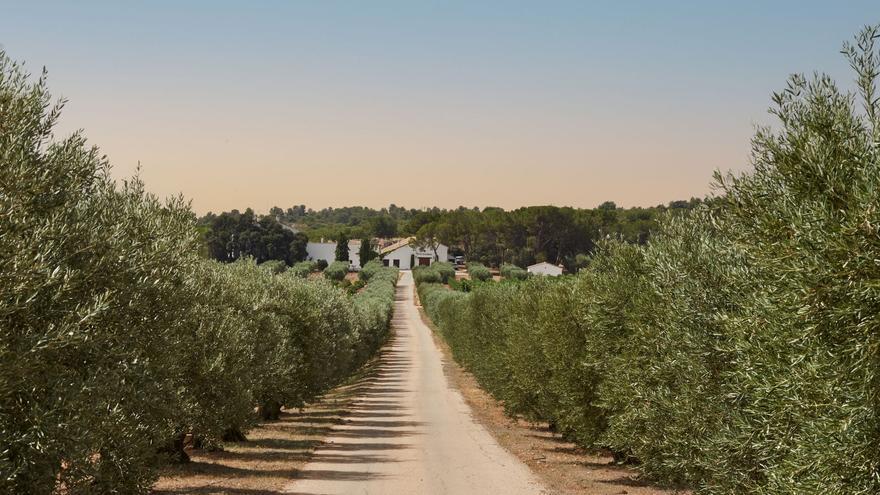 Vicente Gandía: origen, terroir y pasión desde 1885