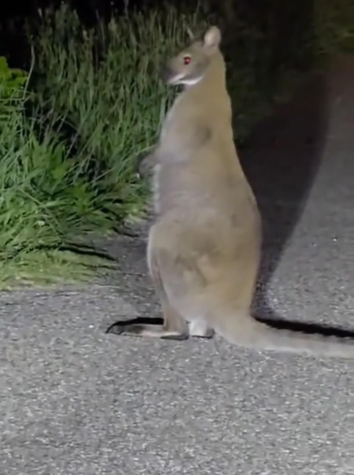 Esta especie de canguro fue vista en una carretera de Oia.