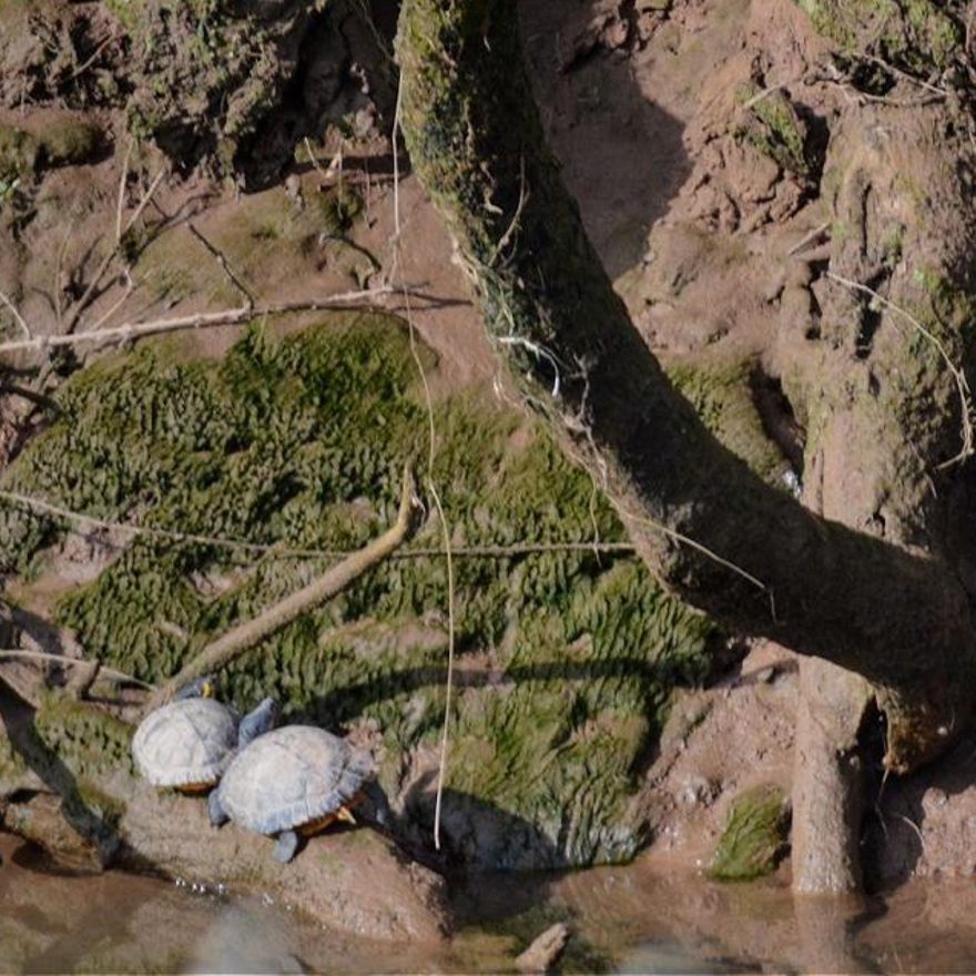 La tortuga de Florida vuelve a “colonizar” la Ría de Villaviciosa y llega hasta el parque Ballina