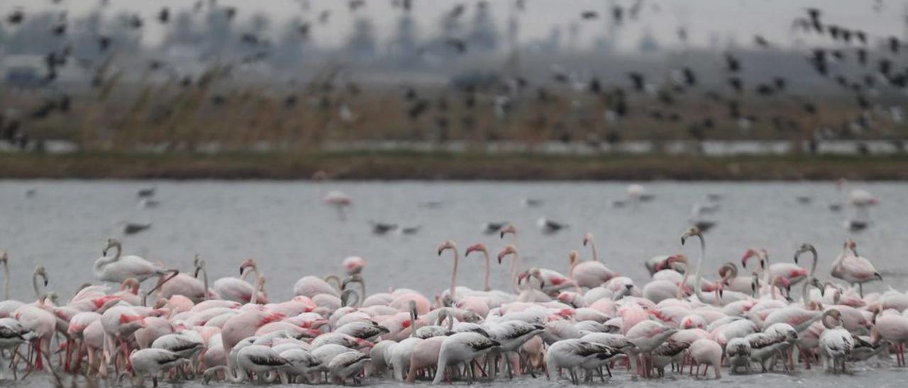 Imagen de archivo del Parc Natural de l’Albufera. | G.CABALLERO