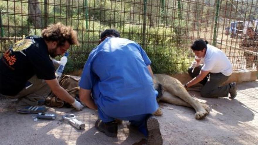 Veterinaris comprovant l'estat d'un dels lleons d'Aqualeon