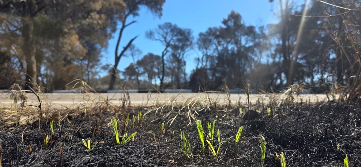 Brotes en una zona quemada