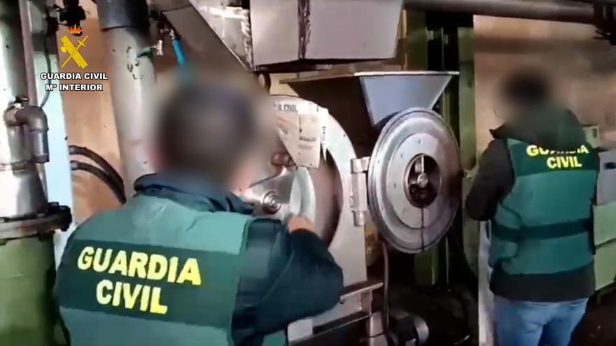 Destruyen casi 29.000 kilos de aceitunas intervenidos a una empresa de La Parra