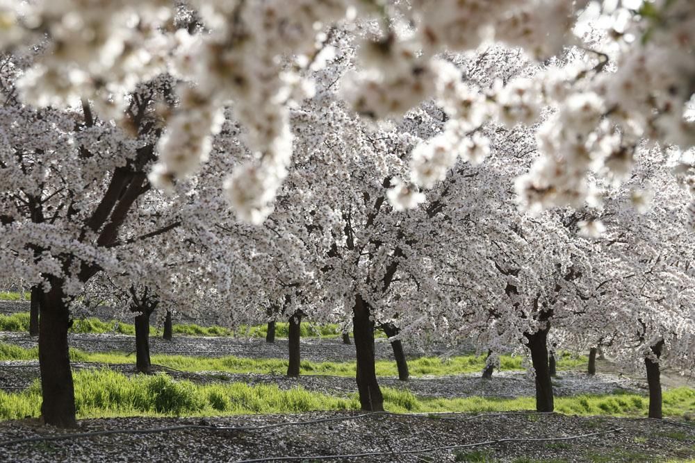 Almendros en flor, un espectáculo de la naturaleza