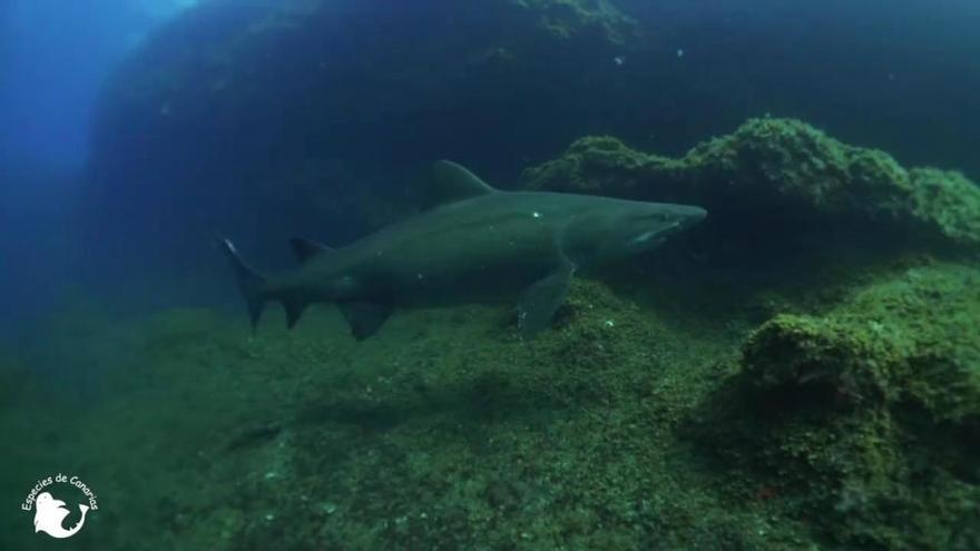 De buceo con una hembra de tiburón embarazada