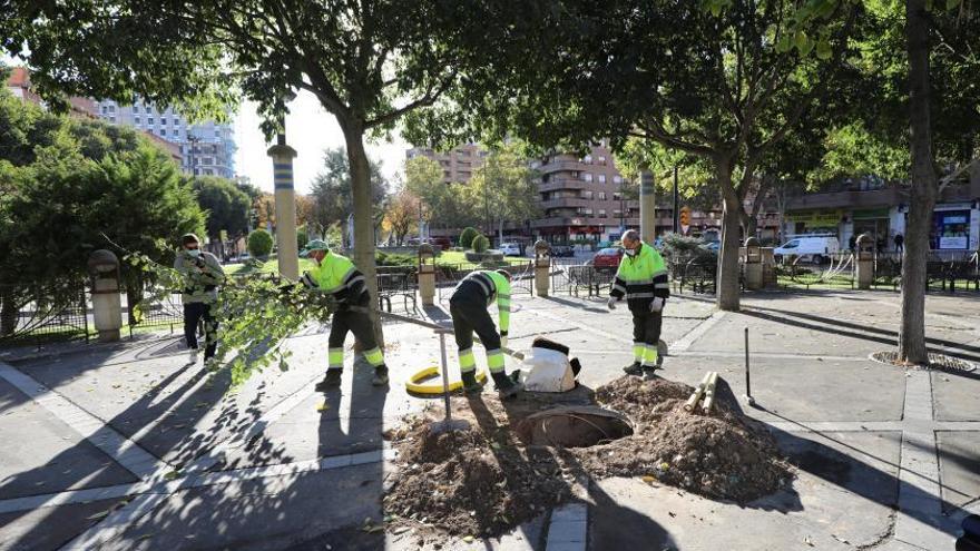 Operarios de FCC plantando árboles en una plaza de Zaragoza. | ÁNGEL DE CASTRO