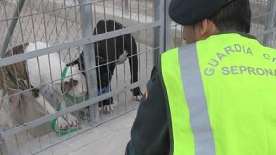 Un agente del Seprona con dos de los perros depositados en un centro de acogida tras el ataque mortal en Beniarbeig.