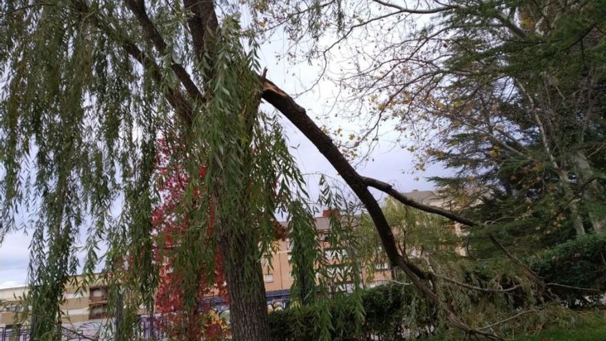 Caída de un árbol en Alcoy