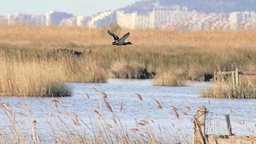 La reducción de humedales está detrás de la falta de lluvias en Castellón