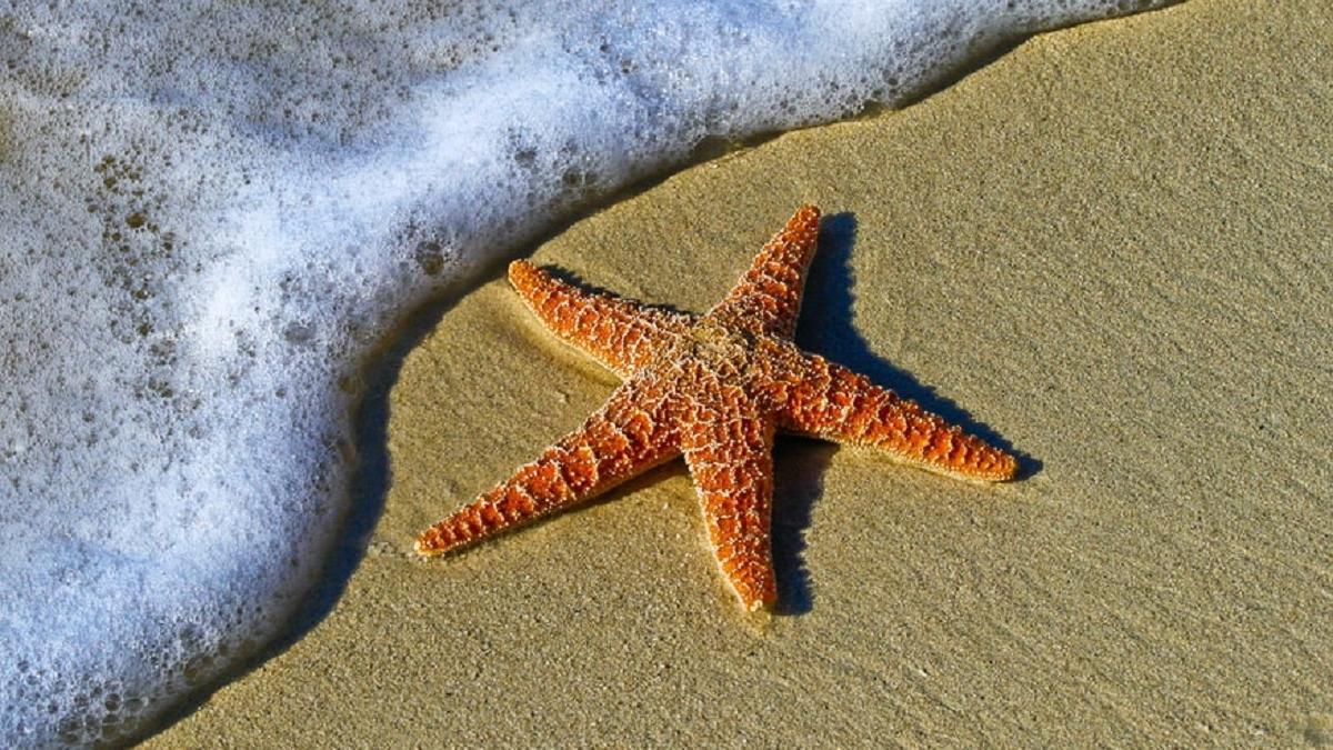 Foto: un nuevo material ha permitido desarrollar una estrella de mar robótica que se mueve, cambia de color y se autorrepara, como los moluscos marinos en la naturaleza.