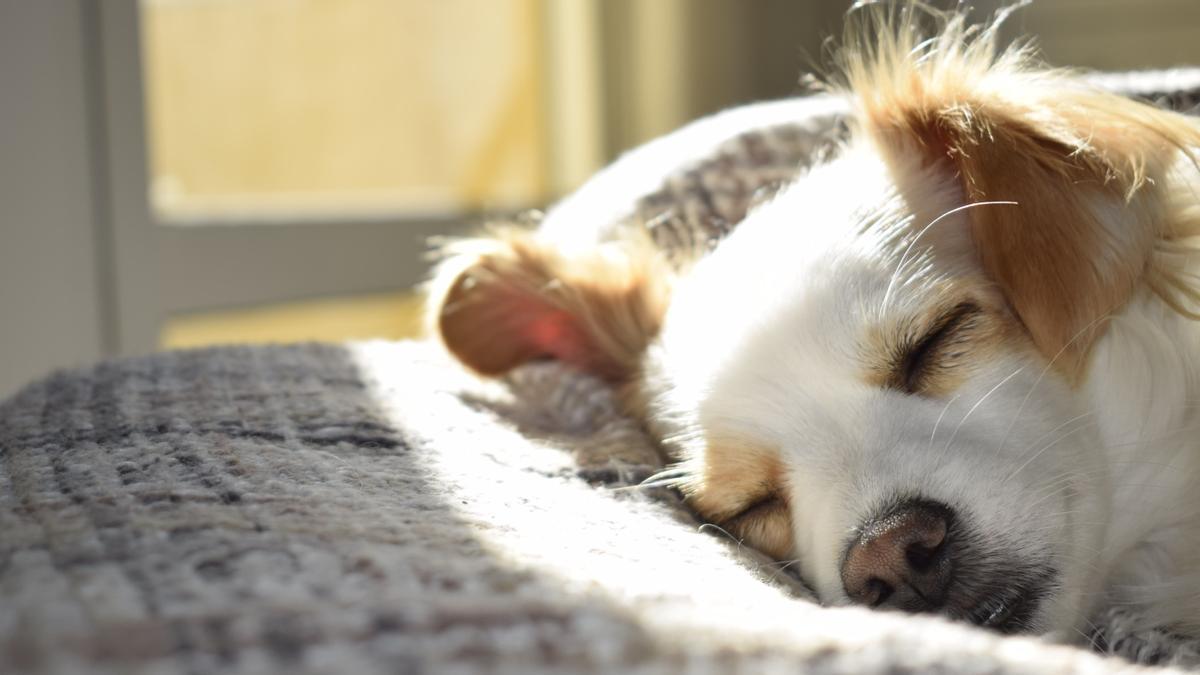 Este es el truco definitivo para eliminar el olor de las mascotas de tu casa.