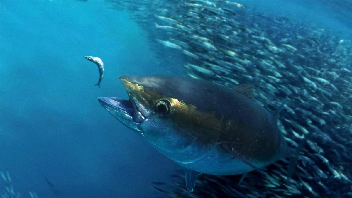 Un ejemplar de atún caza una especie de menor tamaño delante de un enorme banco de peces.