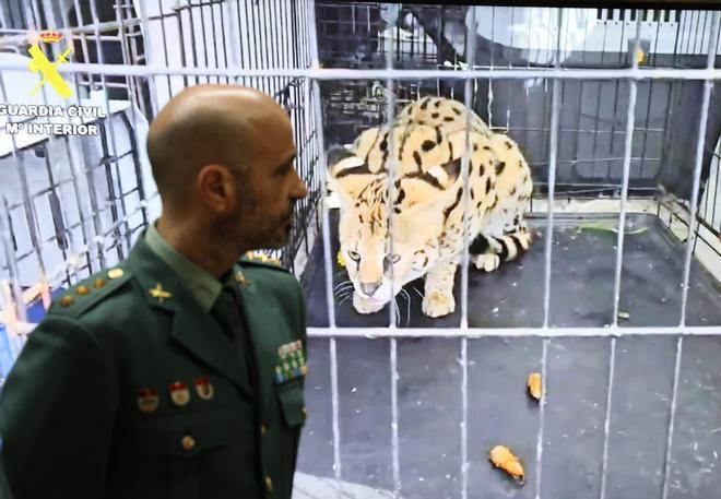 Desmantelan en Valencia una red de tráfico de animales