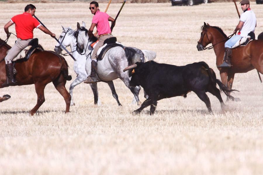 Fiestas en Zamora: Encierro campero en VIllaescusa