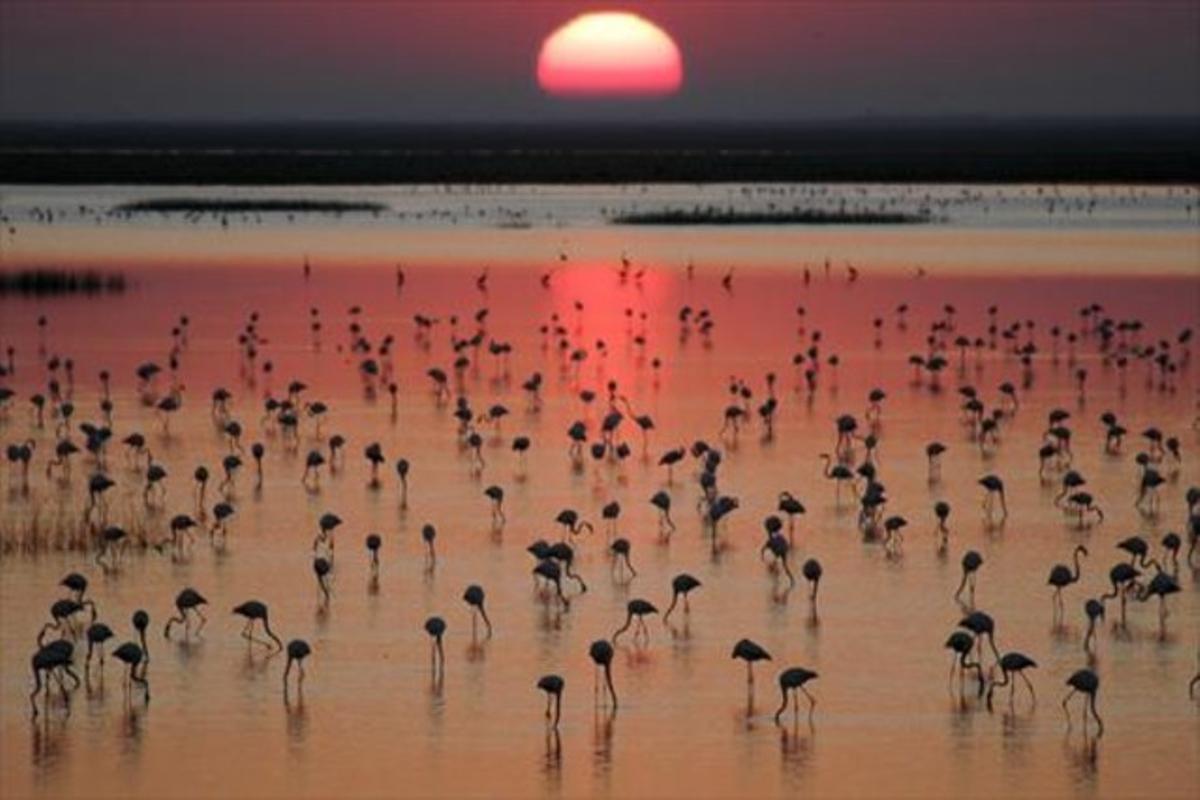 Aigua per a Doñana