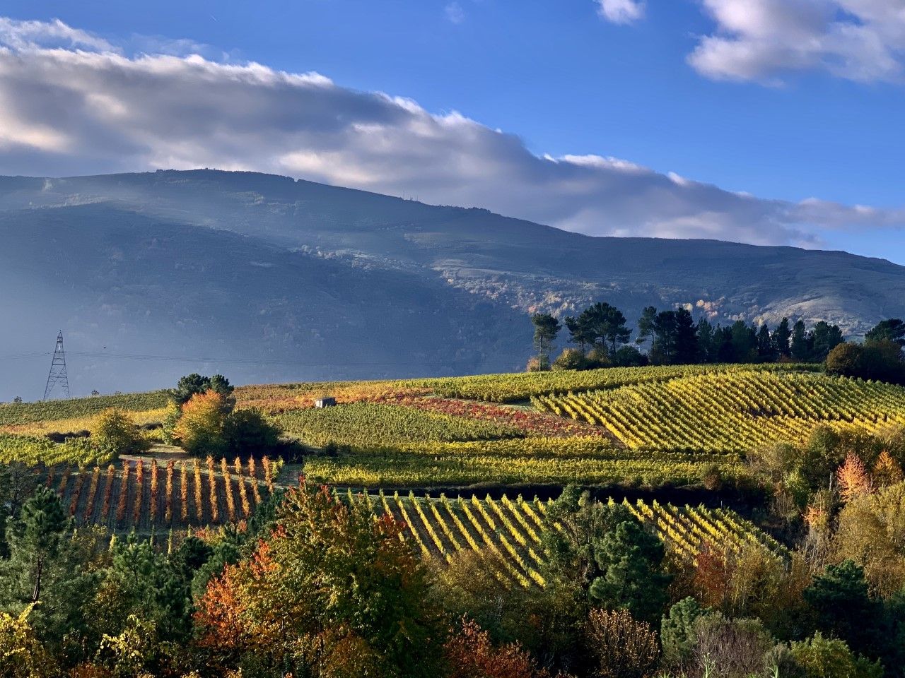 Viñedos en Valdeorras