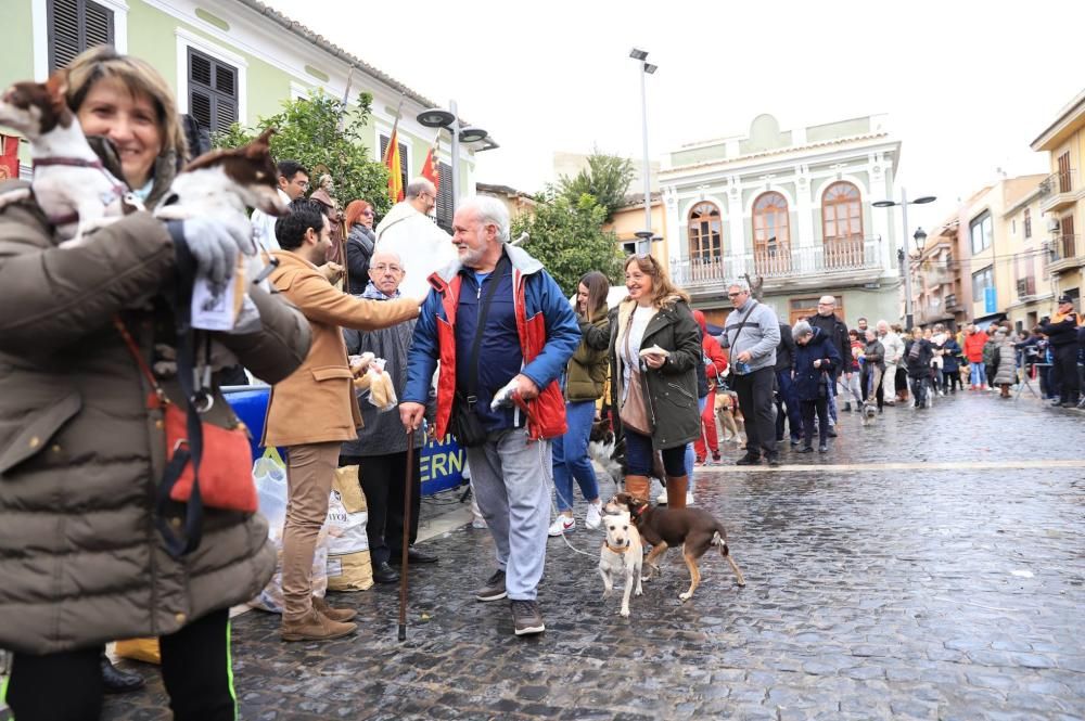 Bendición de animales en Paterna.