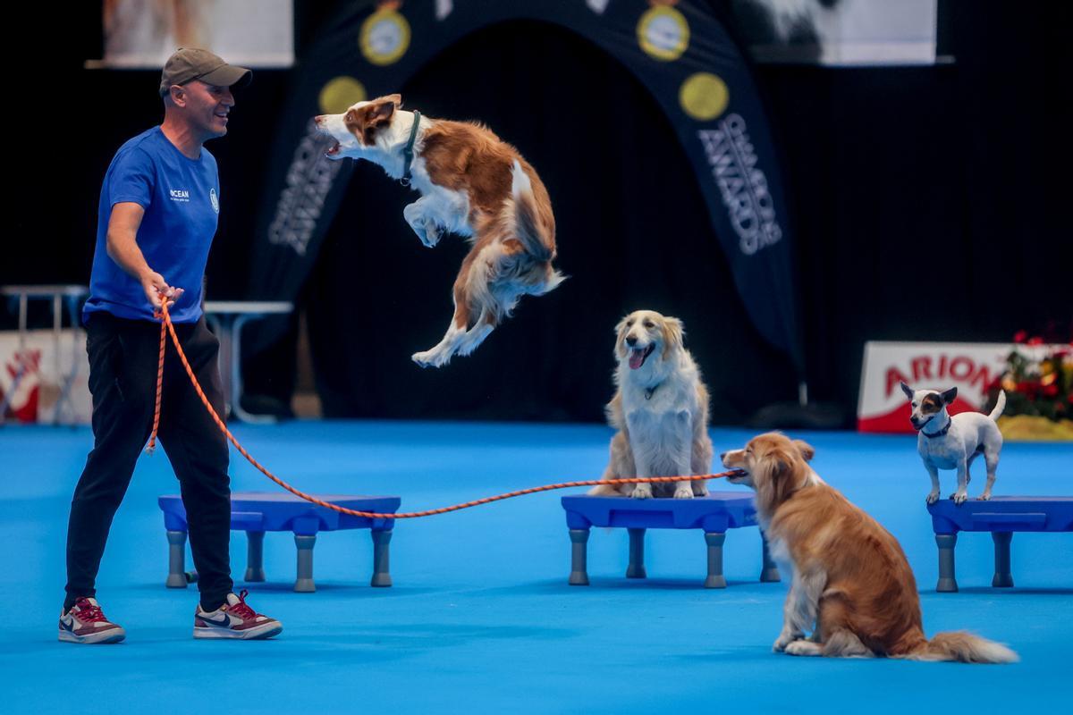 Mad Dog Show: fiebre por los perros en Madrid